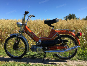 Orange Sleeper